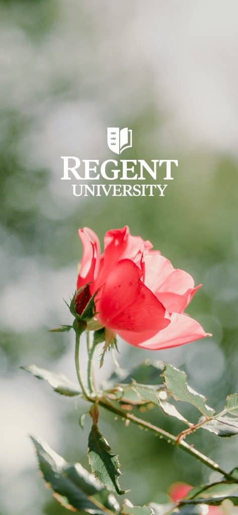 A rose at the beautiful campus of Regent University in Virginia Beach.