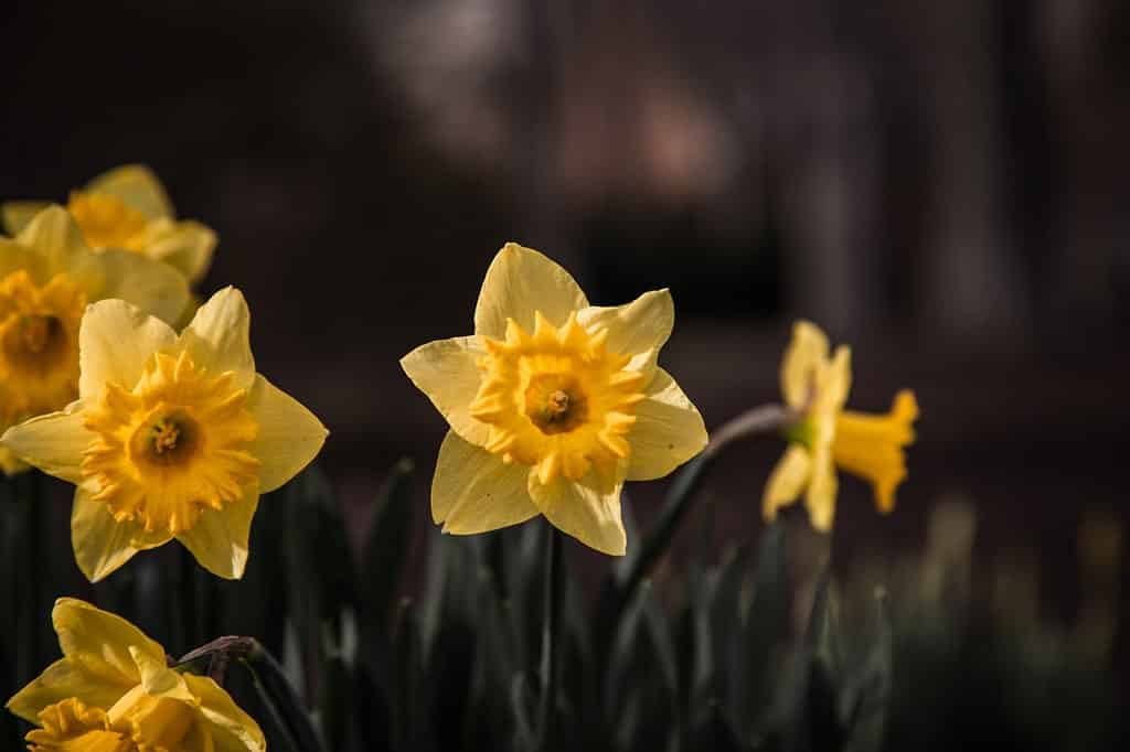 Daffodils at Regent University: Learn about American and Arab cultural lenses.