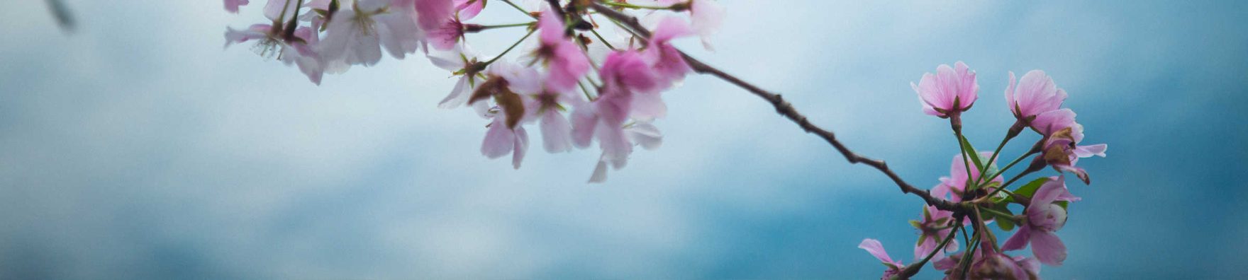 Cherry blossoms at Regent University: Learn about autocratic, paternalistic, and charismatic leadership through a Regent journal article.