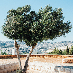 Tree over Israel